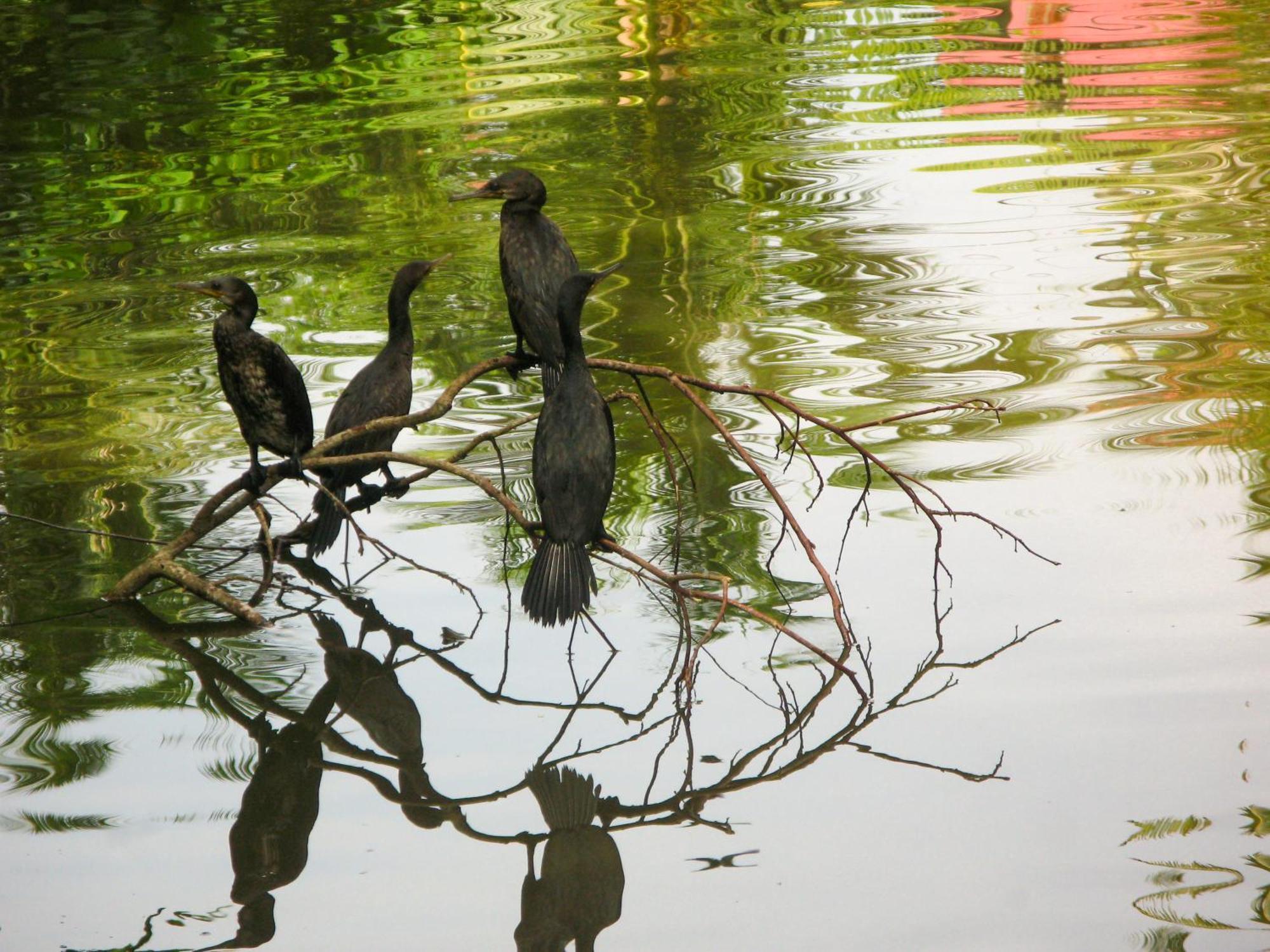 Flora And Fauna Мірісса Екстер'єр фото