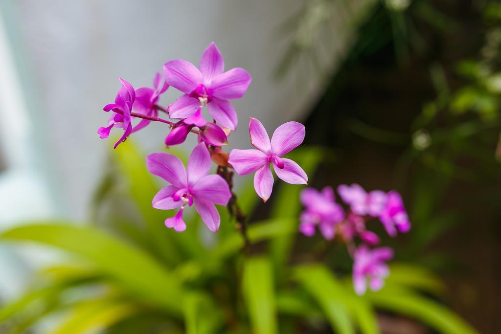 Flora And Fauna Мірісса Екстер'єр фото