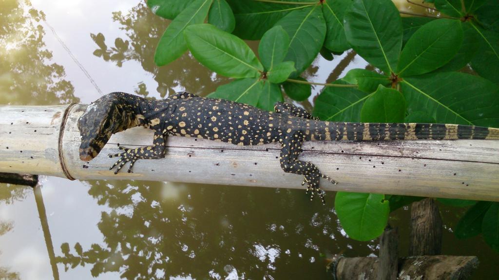 Flora And Fauna Мірісса Екстер'єр фото